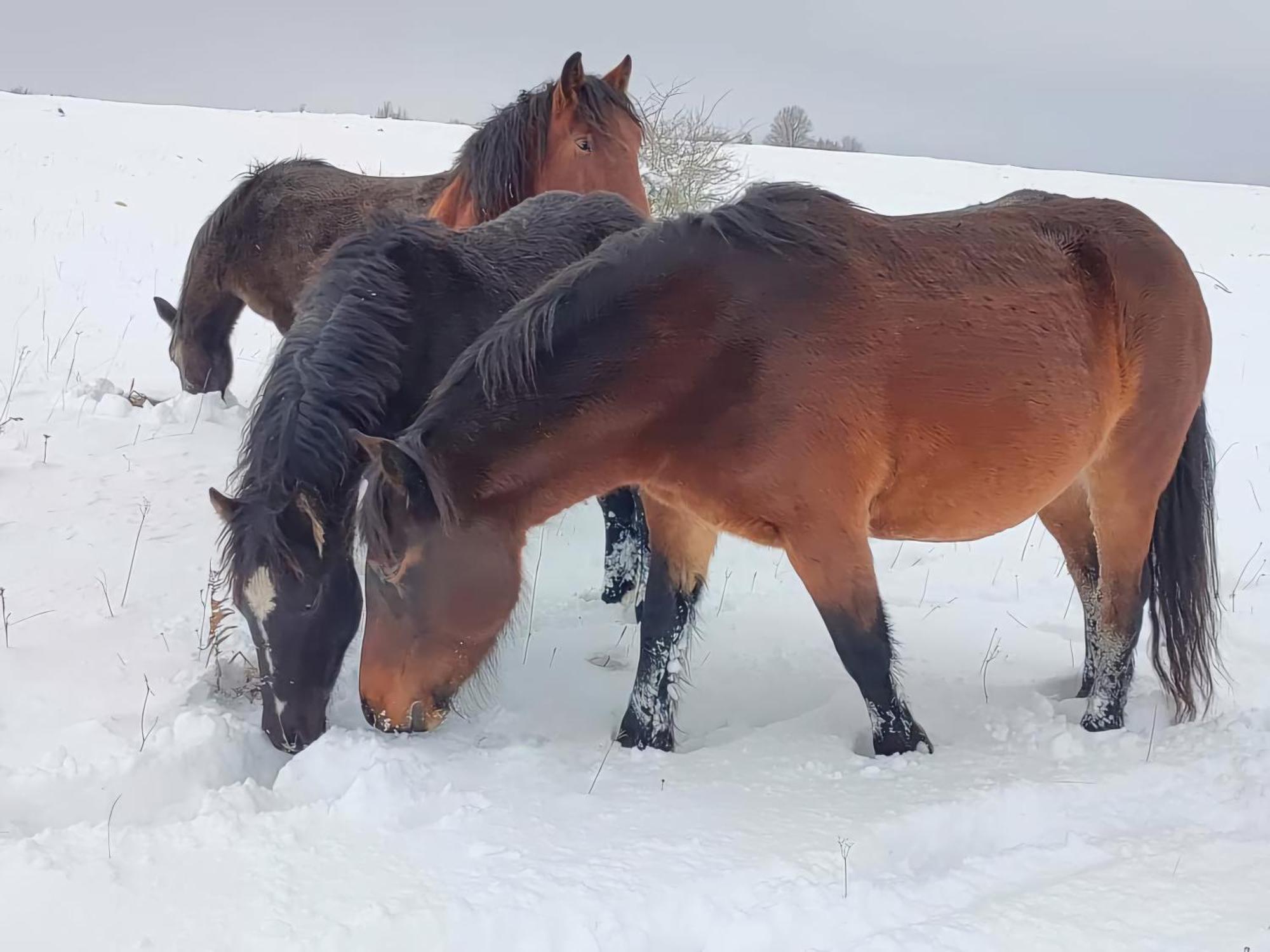 Гостевой дом Domacinstvo Na Kraju Svijeta Sipovo Экстерьер фото